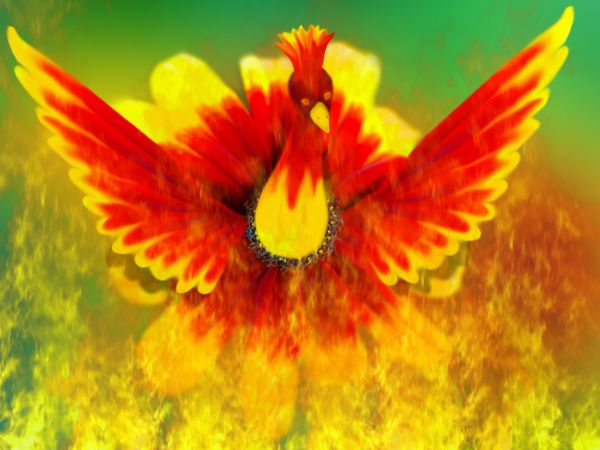 Im the Phoenix